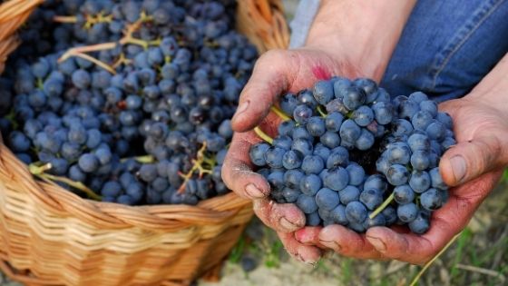 Wat is het verschil tussen normale en biologische wijn?